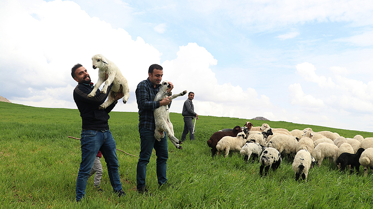 Hafta içi mühendis hafta sonu çoban kardeşler