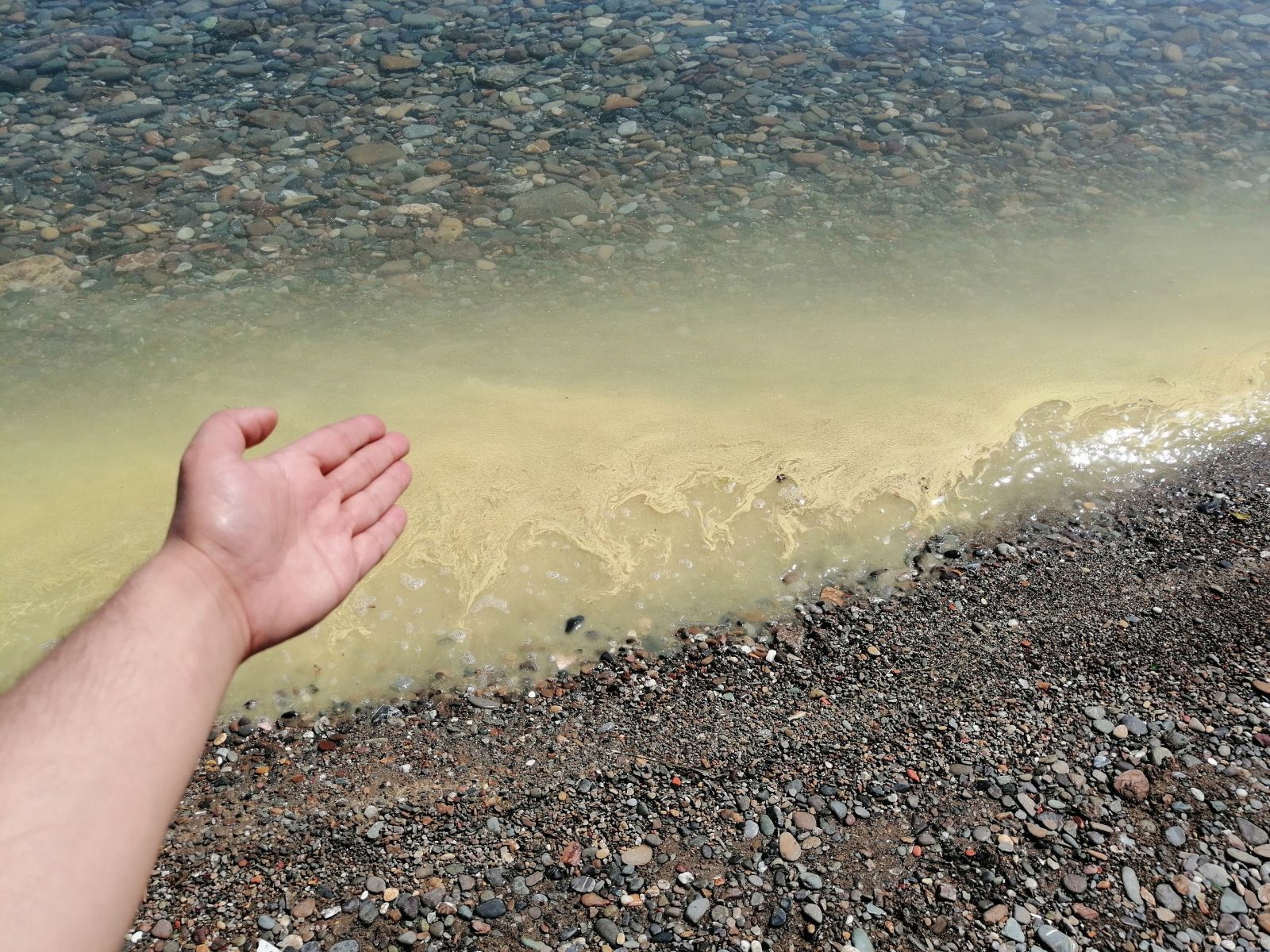 Ayvacık sahillerinde şaşırtan görüntü