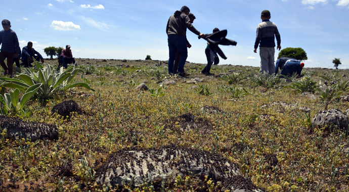 Şanlıurfa'da çekirge istilası