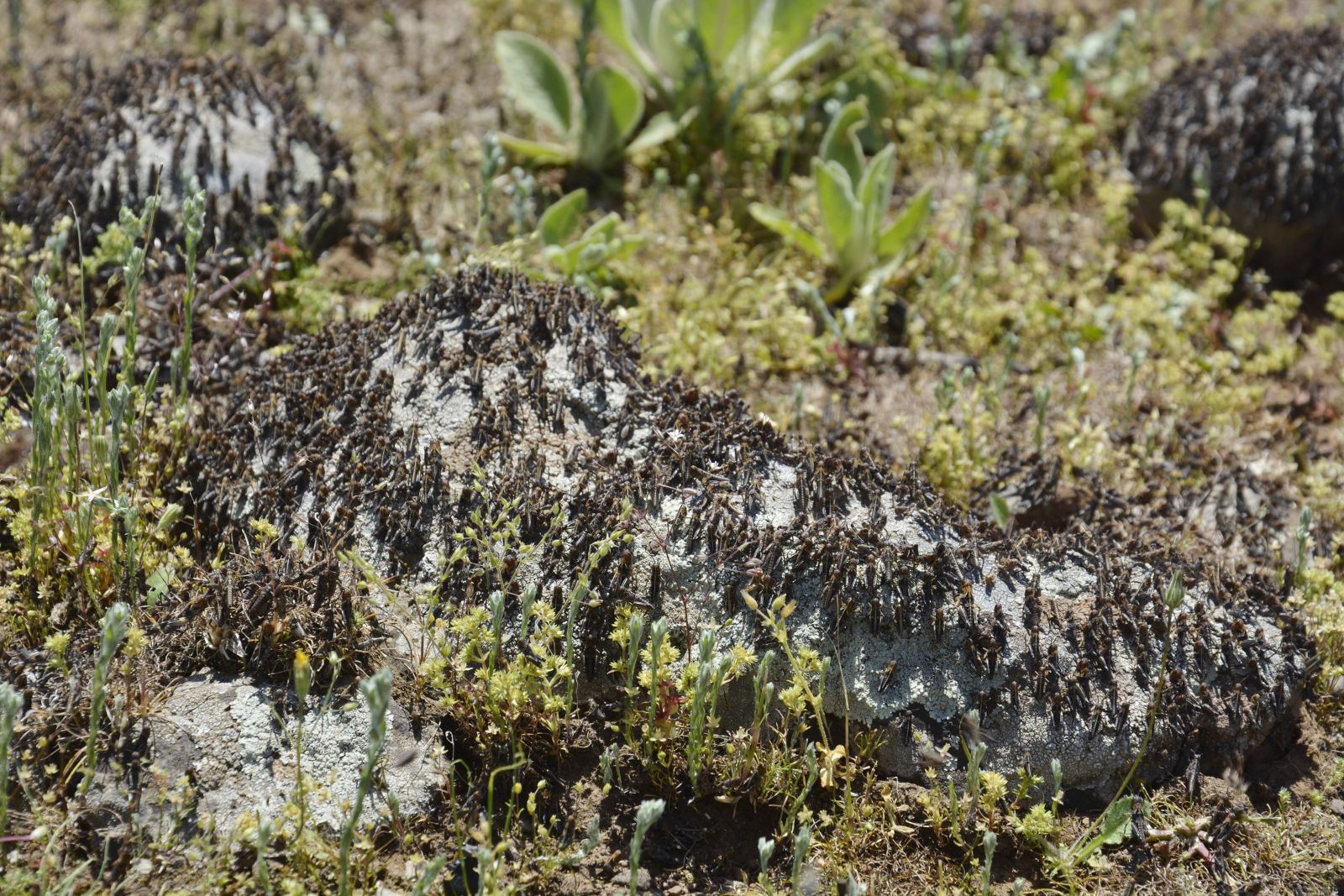 Şanlıurfa'da çekirge istilası