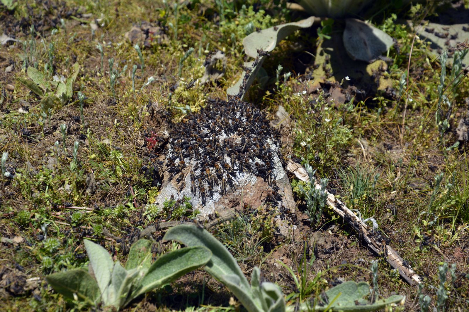 Şanlıurfa'da çekirge istilası