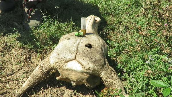 Ağva'da hayvan katliamı