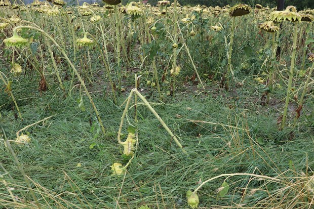 Edirne'de ceviz büyüklüğünde dolu