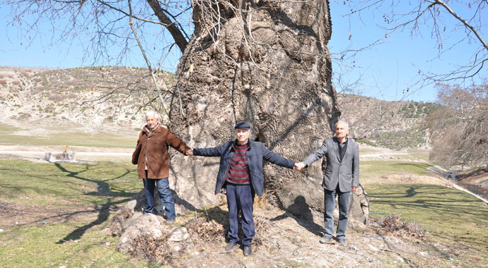 700 yaşındaki çınar yıllara meydan okuyor