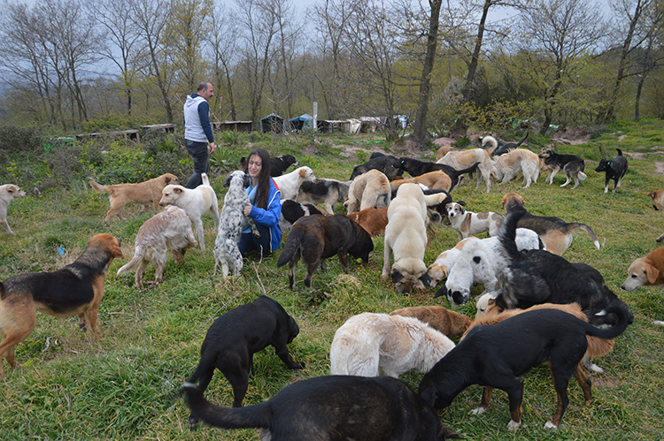 Sokak hayvanlarına sahip çıkıyorlar