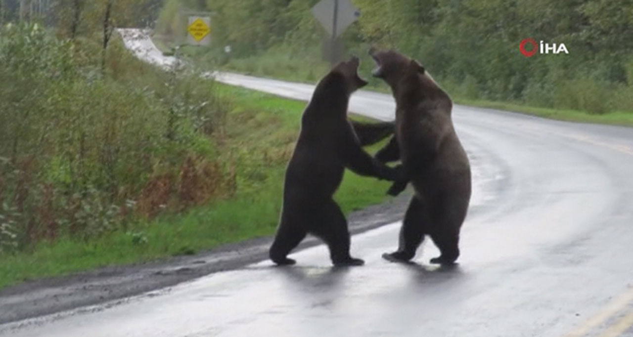 Kanada'da ayıları besleyen kadına rekor ceza!