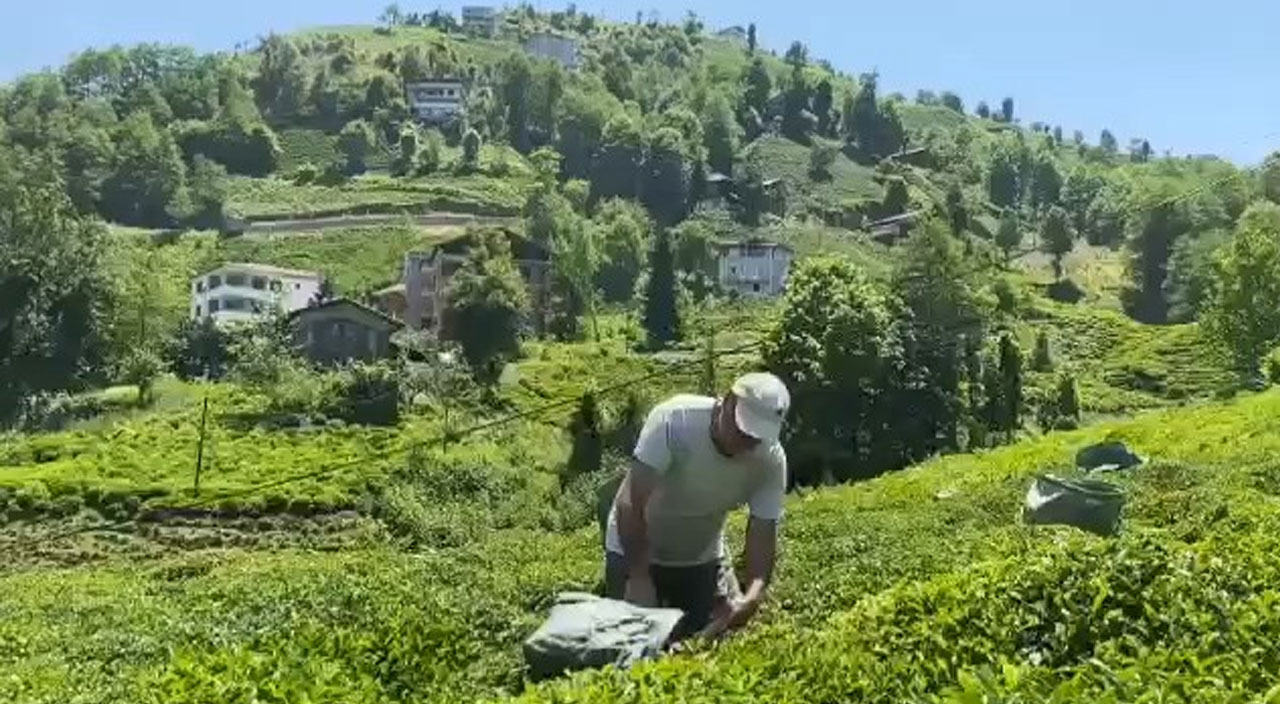 Rizeli çay üreticisinden Selçuk Bayraktar’a ilginç çağrı Rizeli çay üreticisinden Selçuk Bayraktar’a ilginç çağrı
