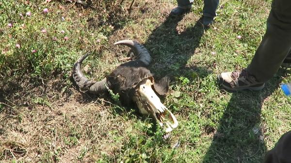 Ağva'da hayvan katliamı