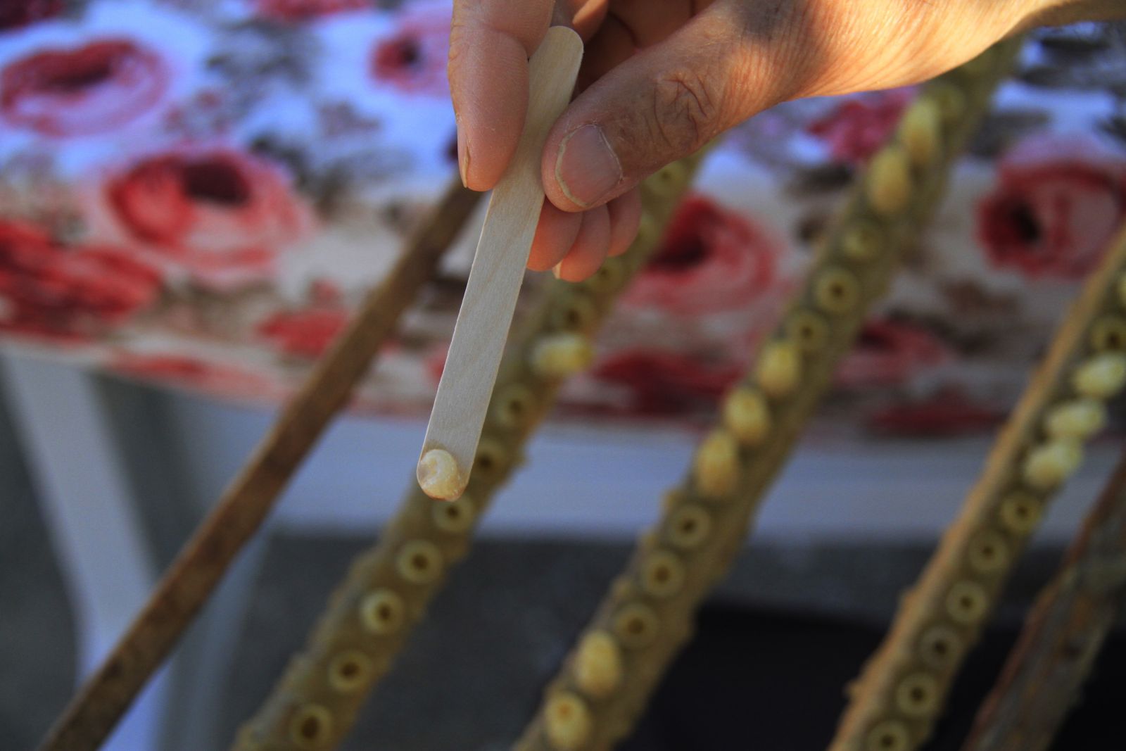 10 gramı 250 lira! Hobi olarak başladı, şimdi yetişemiyor