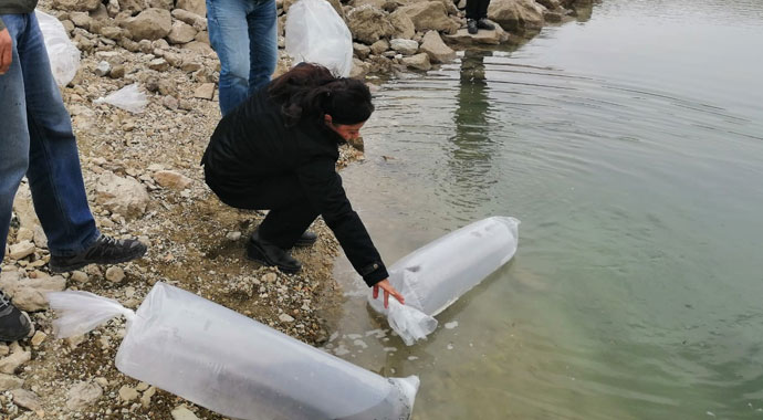 Antalya'da 3 gölete 50 bin yavru sazan balığı bırakıldı