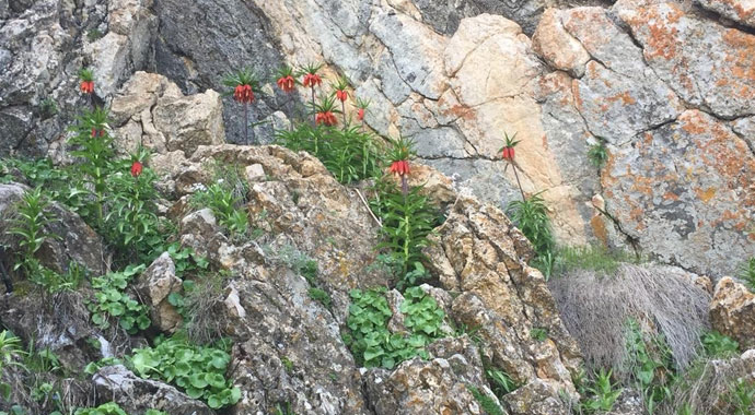 Ters laleler, jandarmanın koruması altında