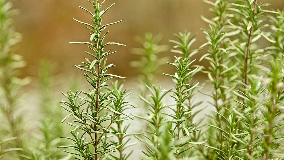 Bütün hastalıklara deva bu sebze ve meyveler