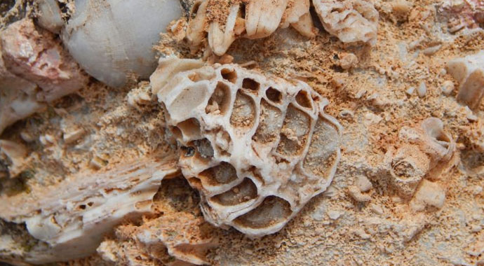 Doğa yürüyüşünde 98 milyon yıllık deniz canlısı fosil yatağı buldu