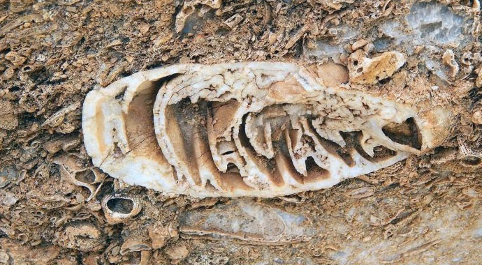 Doğa yürüyüşünde 98 milyon yıllık deniz canlısı fosil yatağı buldu