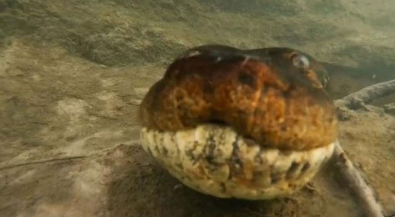 Nehre dalış yaptı! 7 metre uzunluğundaki anakonda ile burun buruna geldi