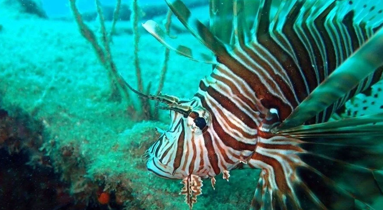 Kızıldeniz'in istilacısı aslan balığı İzmir kıyılarına çıktı!
