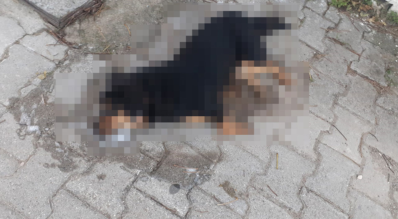 İzmir’de korkutan görüntü: Zehirlenen 31 sokak hayvanı öldü