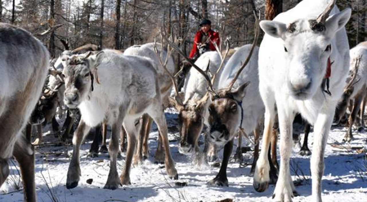 Issızlığın ortasında kalan son bir avuç Türk! Tek geçim kaynakları Ren geyikleri