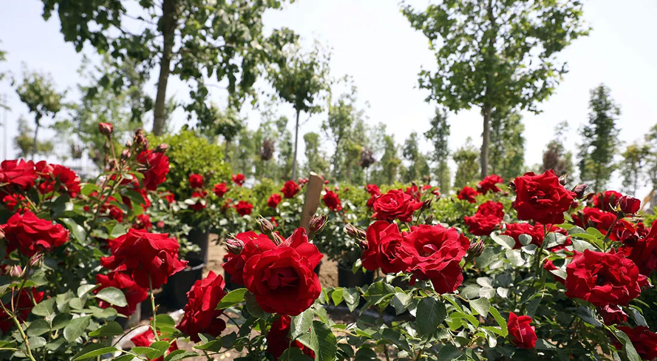 İstanbul’da fetih coşkusu: Atatürk Havalimanı Millet Bahçesi’ne ilk fidanlar bugün dikiliyor