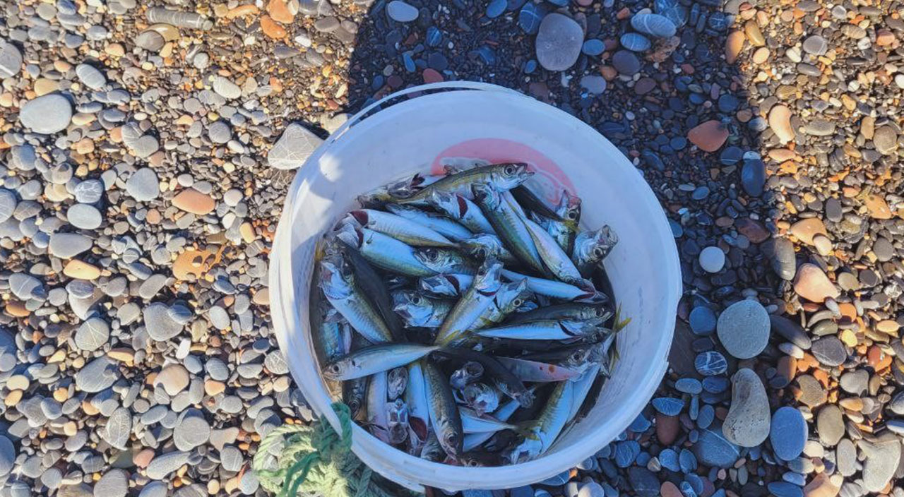 Kastamonu’da oltasını alan denize koştu! Kova kova balık tuttular