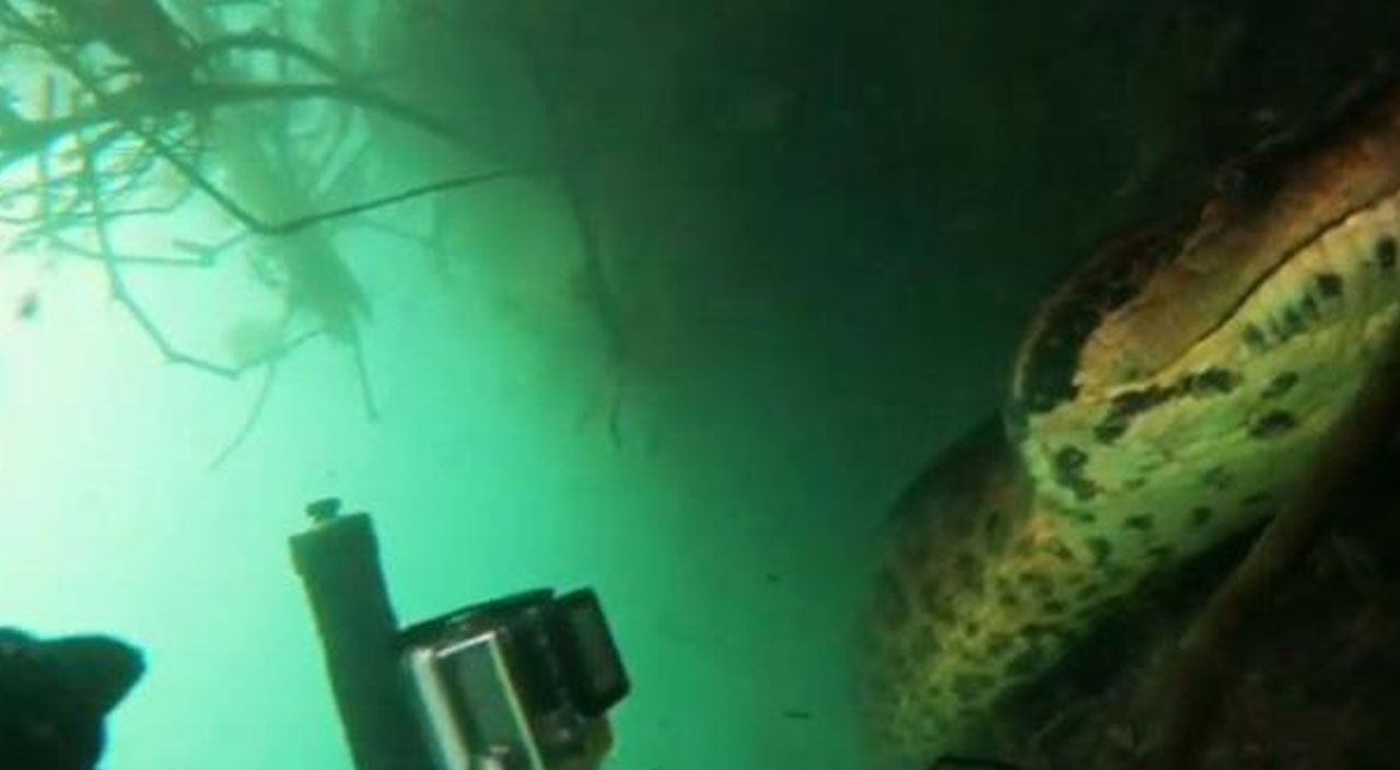 Nehre dalış yaptı! 7 metre uzunluğundaki anakonda ile burun buruna geldi