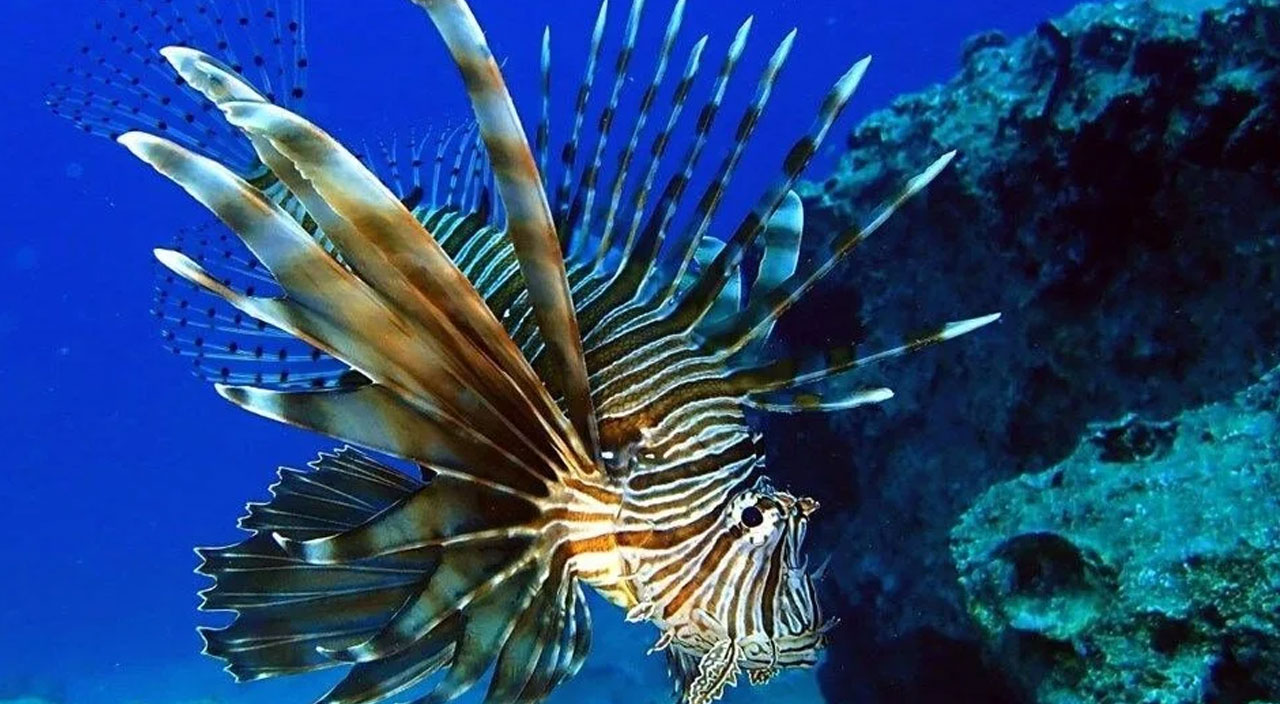 Kızıldeniz'in istilacısı aslan balığı İzmir kıyılarına çıktı!