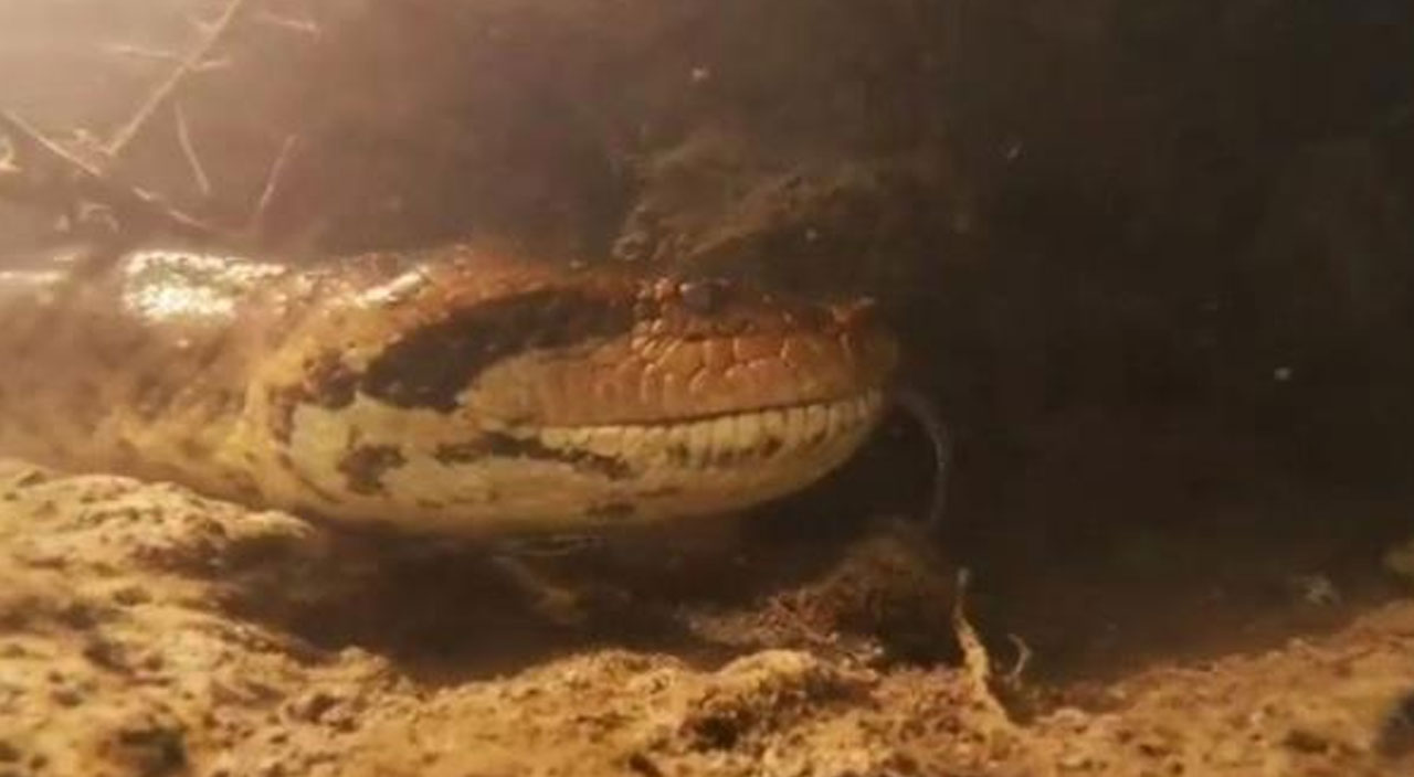 Nehre dalış yaptı! 7 metre uzunluğundaki anakonda ile burun buruna geldi