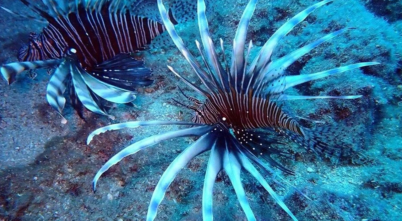 Kızıldeniz'in istilacısı aslan balığı İzmir kıyılarına çıktı!