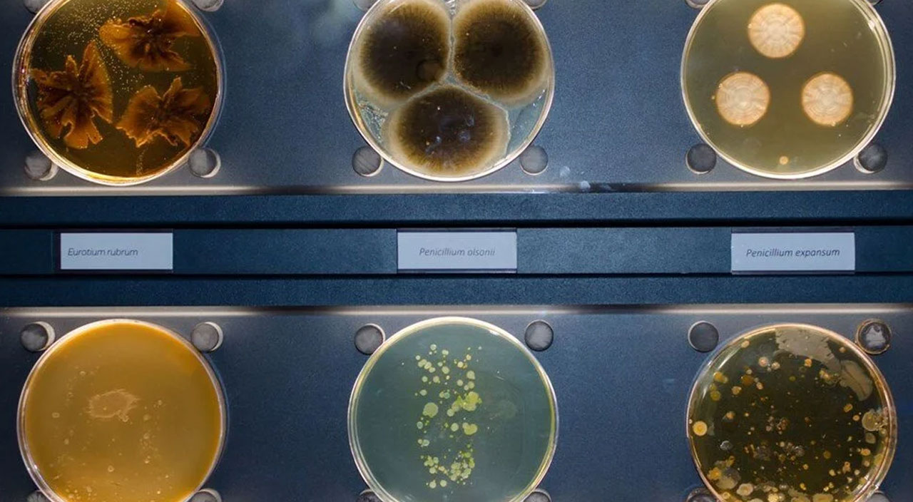 Kısırlık ve kanser yapıyor! Fast food ürünlerinde zehirli kimyasallar bulundu