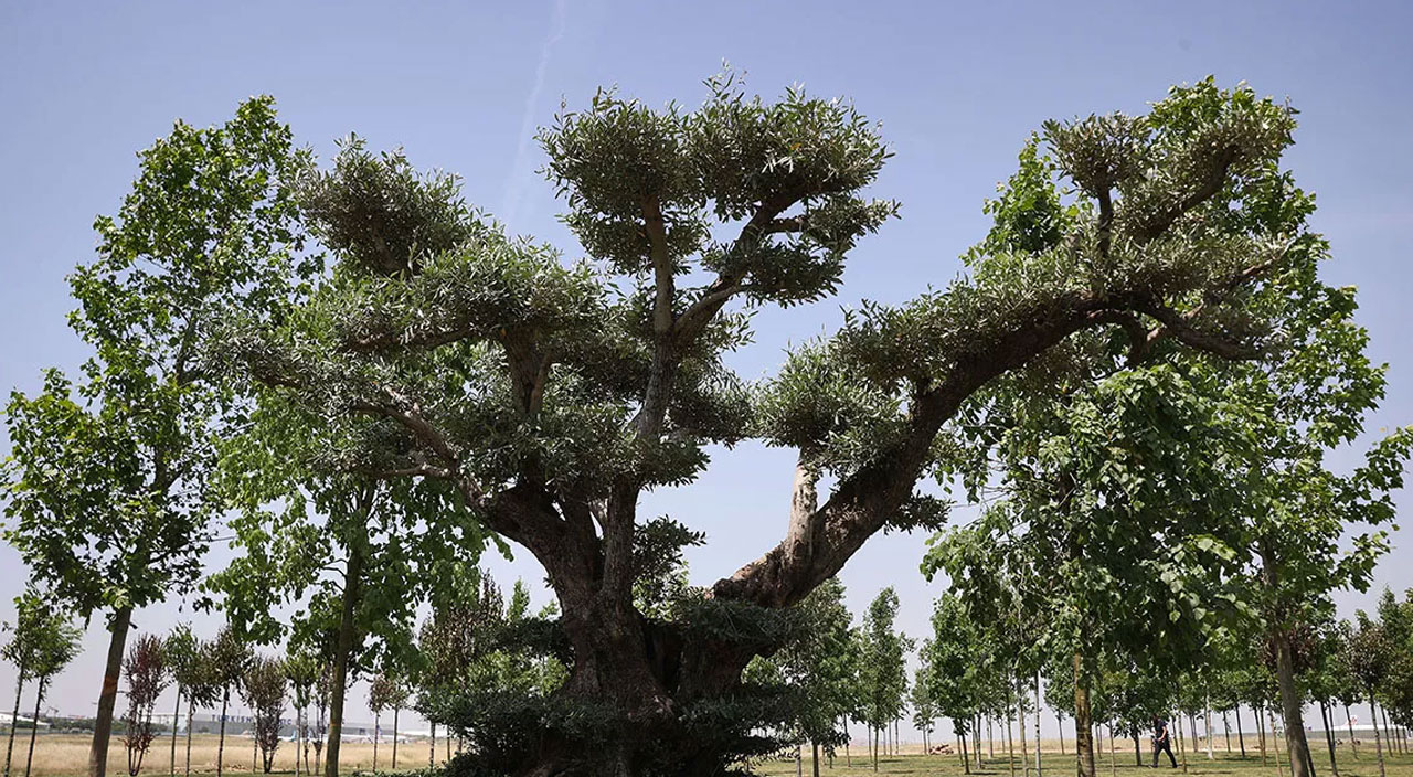 İstanbul’da fetih coşkusu: Atatürk Havalimanı Millet Bahçesi’ne ilk fidanlar bugün dikiliyor