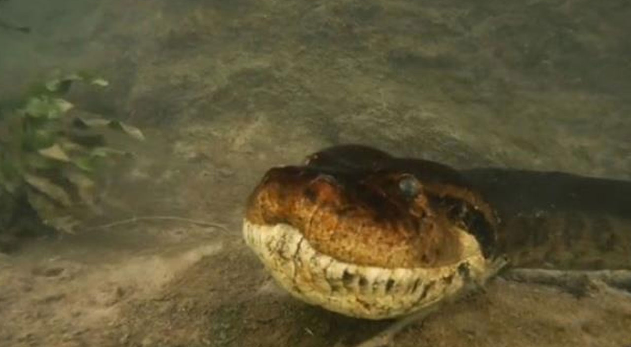 Nehre dalış yaptı! 7 metre uzunluğundaki anakonda ile burun buruna geldi