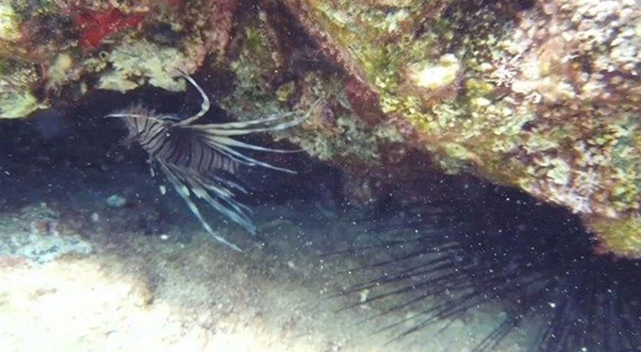 Kızıldeniz'in istilacısı aslan balığı İzmir kıyılarına çıktı!