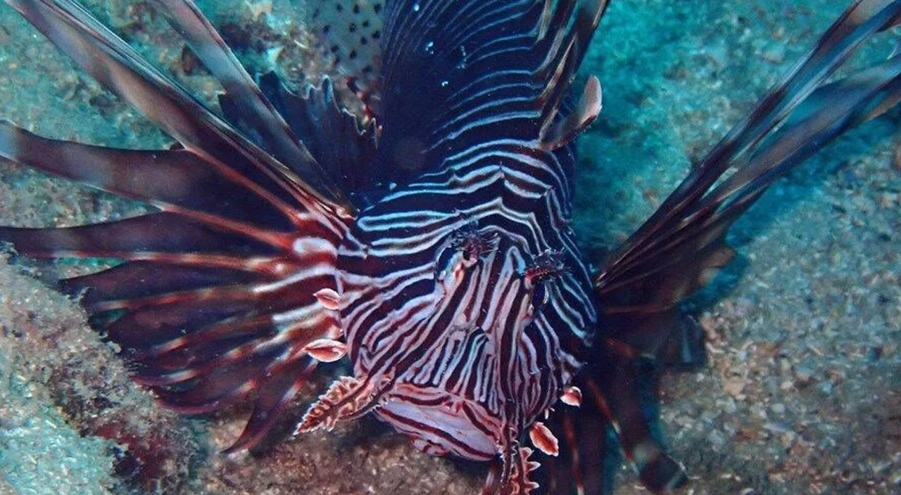 Kızıldeniz'in istilacısı aslan balığı İzmir kıyılarına çıktı!