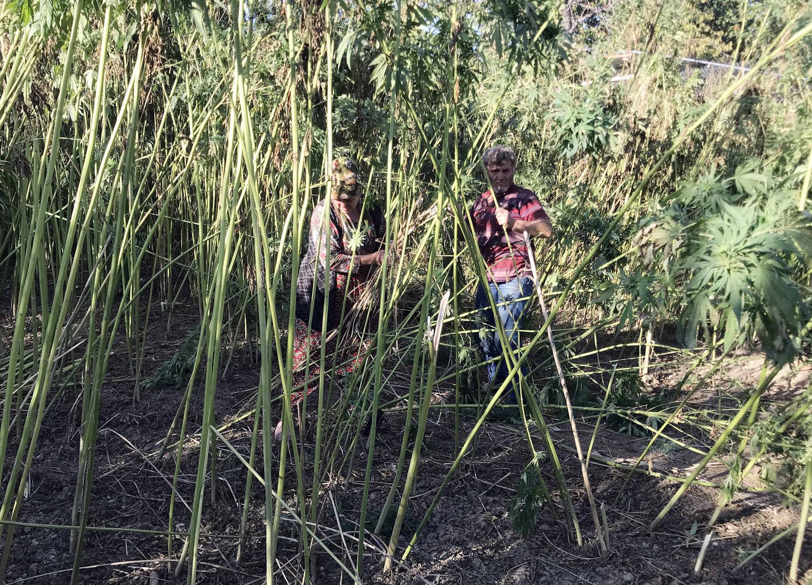 Kenevirde verim beklentisi yüksek