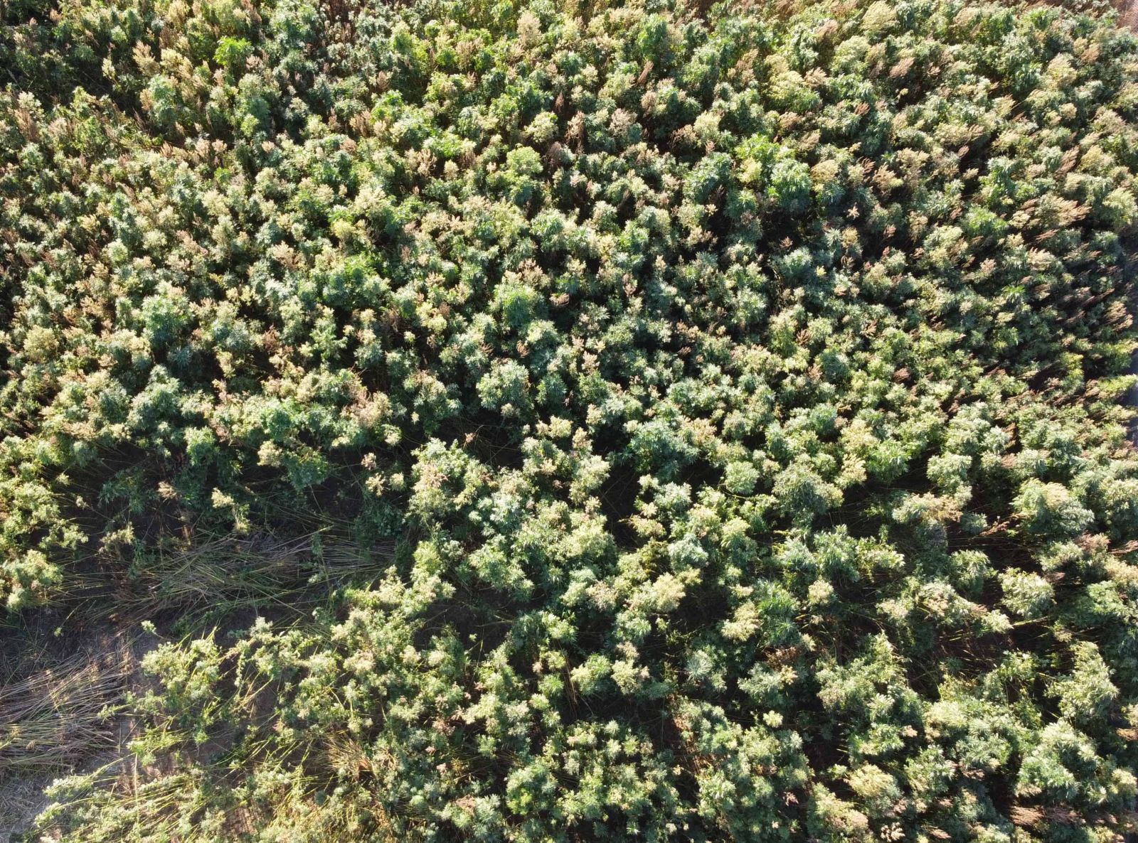 Kenevirde verim beklentisi yüksek