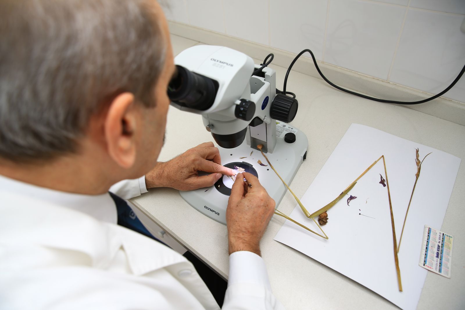 Bolu Aladağlar'da yeni bir bitki türü keşfedildi Bolu Aladağlar'da yeni bir bitki türü keşfedildi