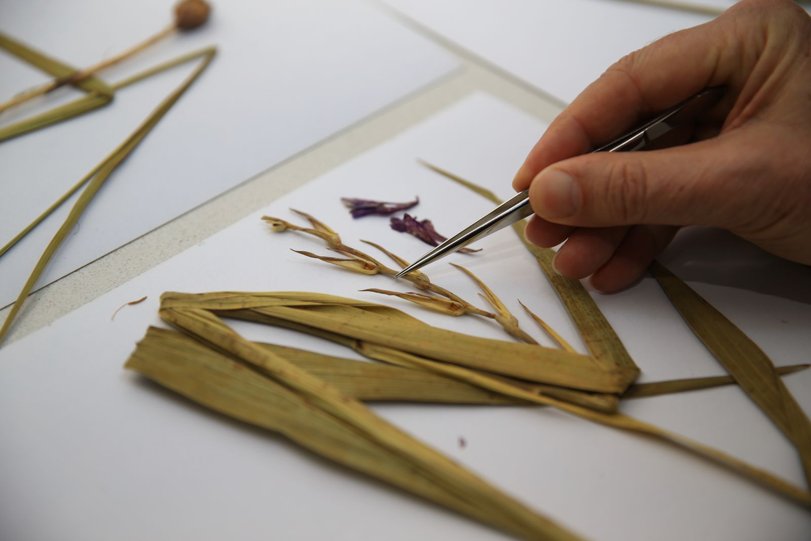 Bolu Aladağlar'da yeni bir bitki türü keşfedildi Bolu Aladağlar'da yeni bir bitki türü keşfedildi