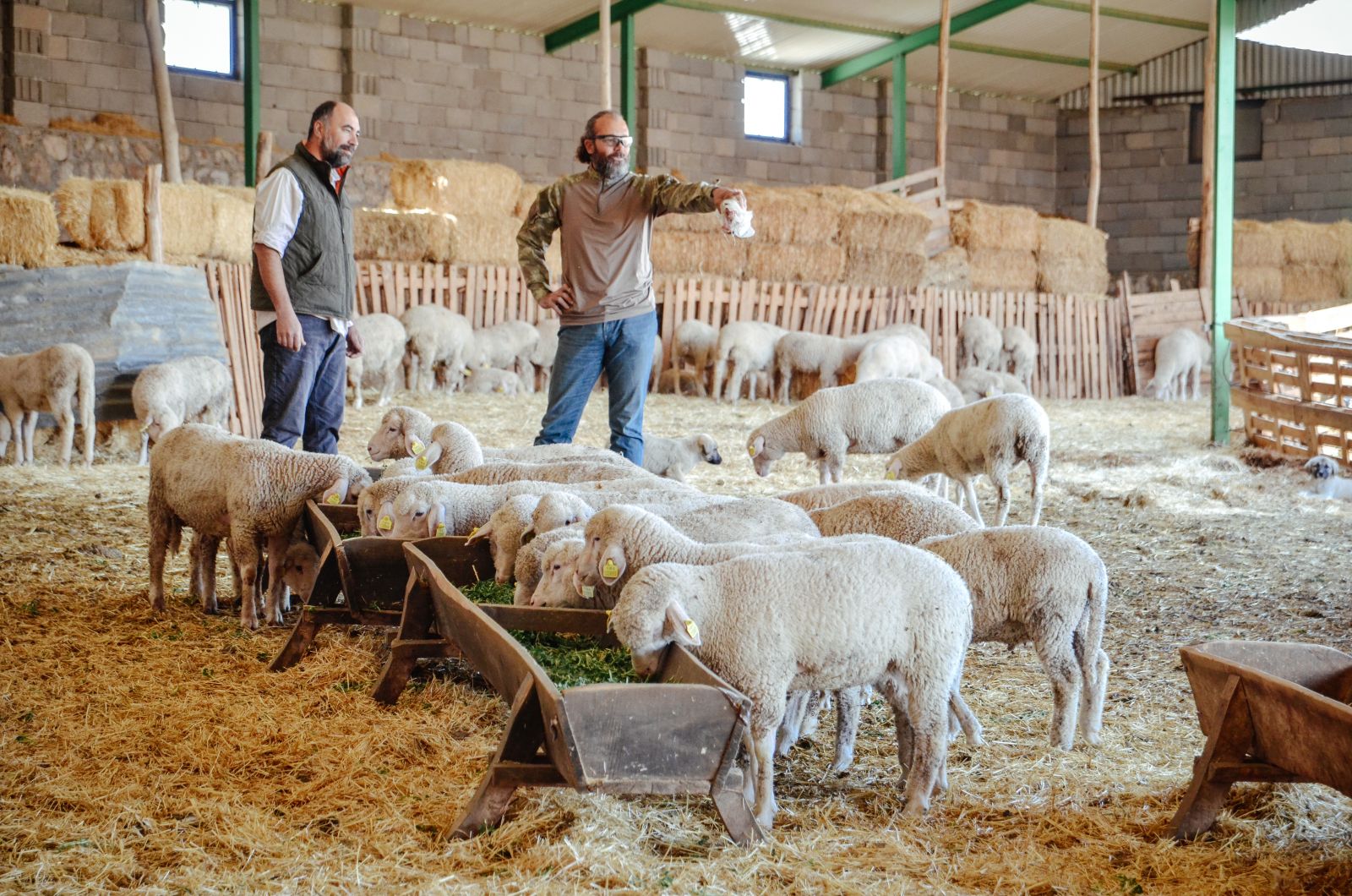 Kariyerlerini bırakıp kurdukları çiftlikte 800 hayvanlı sürünün sahibi oldular