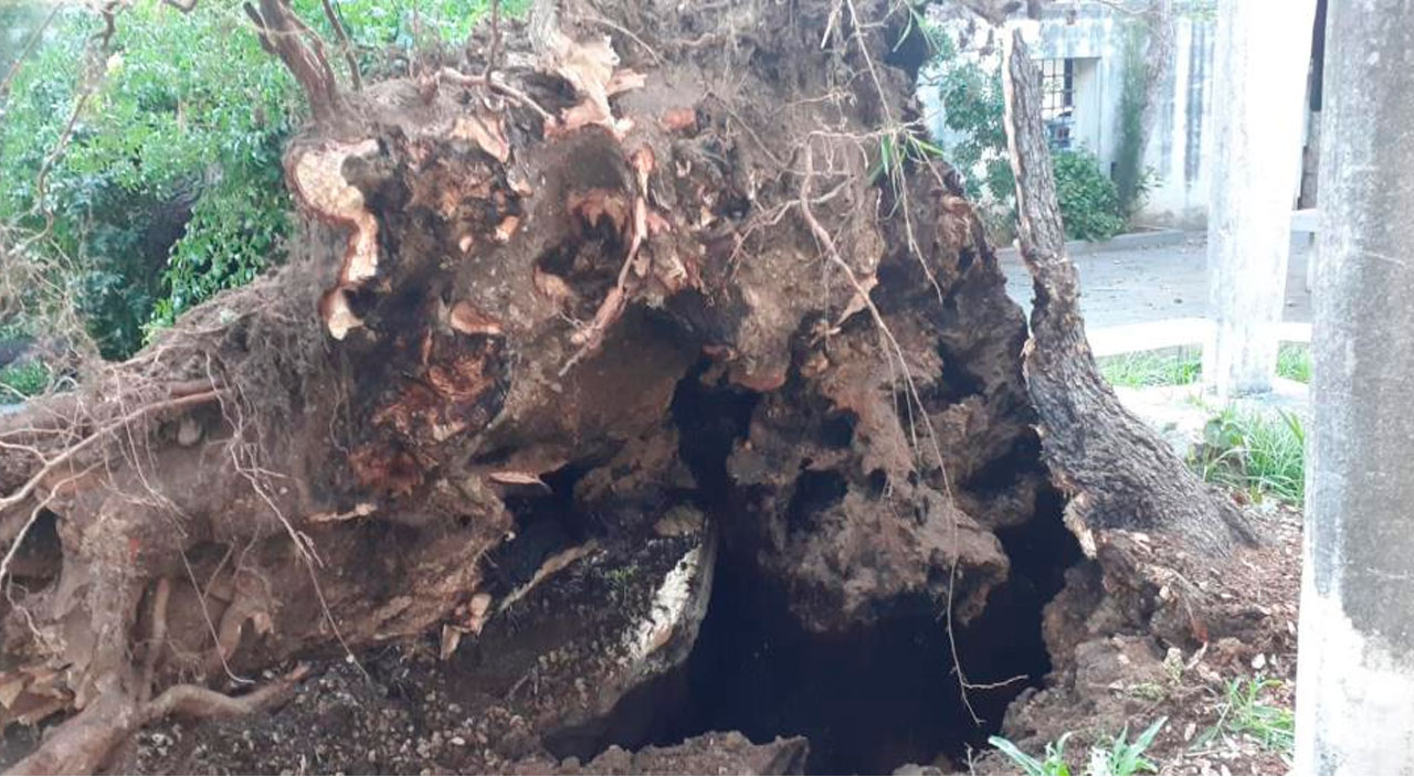 Üsküdar'da asırlık ağaç devrildi, otomobil zarar gördü