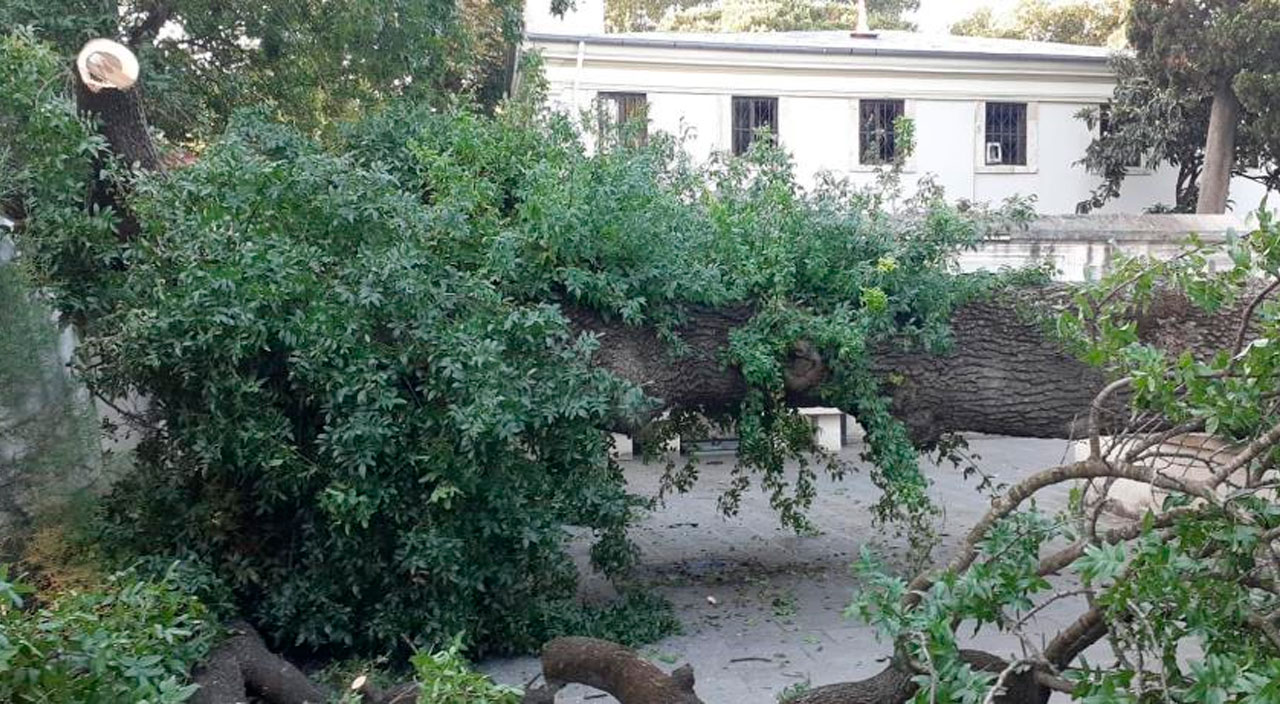 Üsküdar'da asırlık ağaç devrildi, otomobil zarar gördü