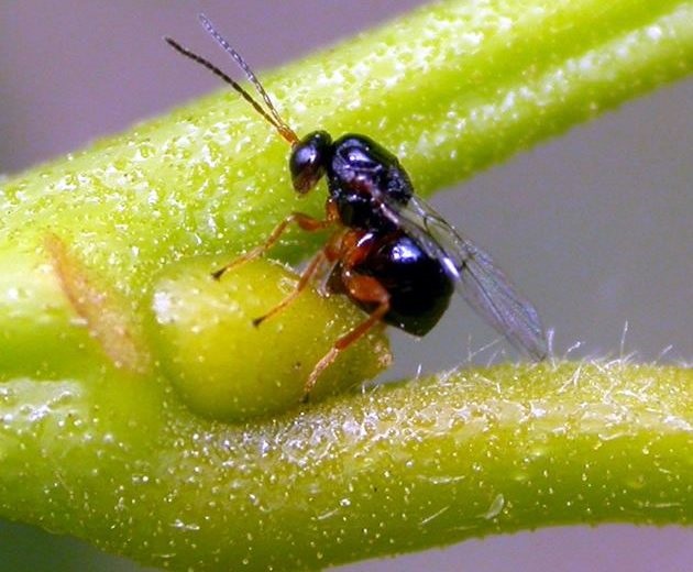 Zonguldak'ta savaş başlıyor! Katil arılara karşı terminatör böcekler