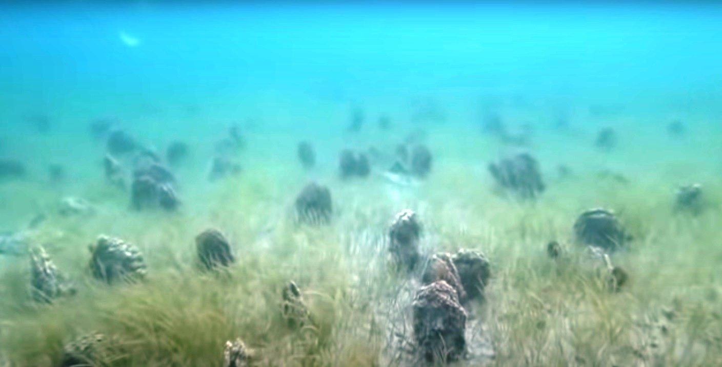 Turan: “Denizin altı midye mezarlığına döndü” Turan: “Denizin altı midye mezarlığına döndü”