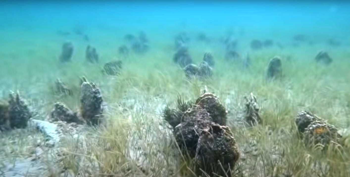 Turan: “Denizin altı midye mezarlığına döndü” Turan: “Denizin altı midye mezarlığına döndü”