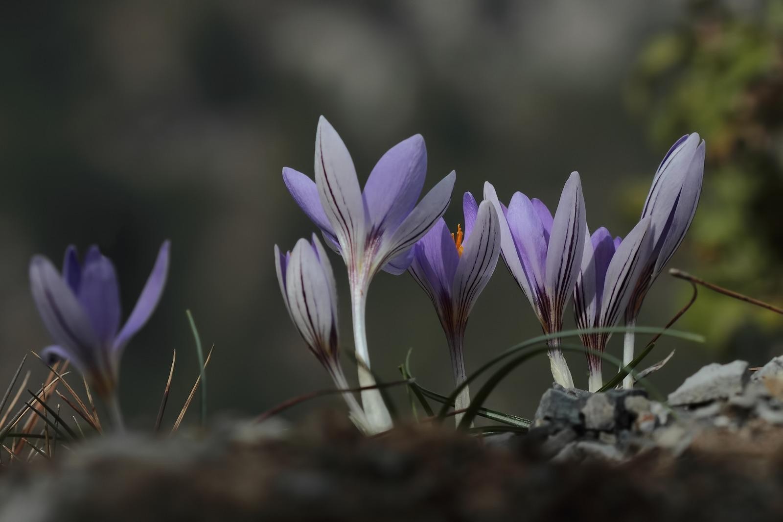 Yeni bir endemik tür: Karacaoğlan çiğdemi