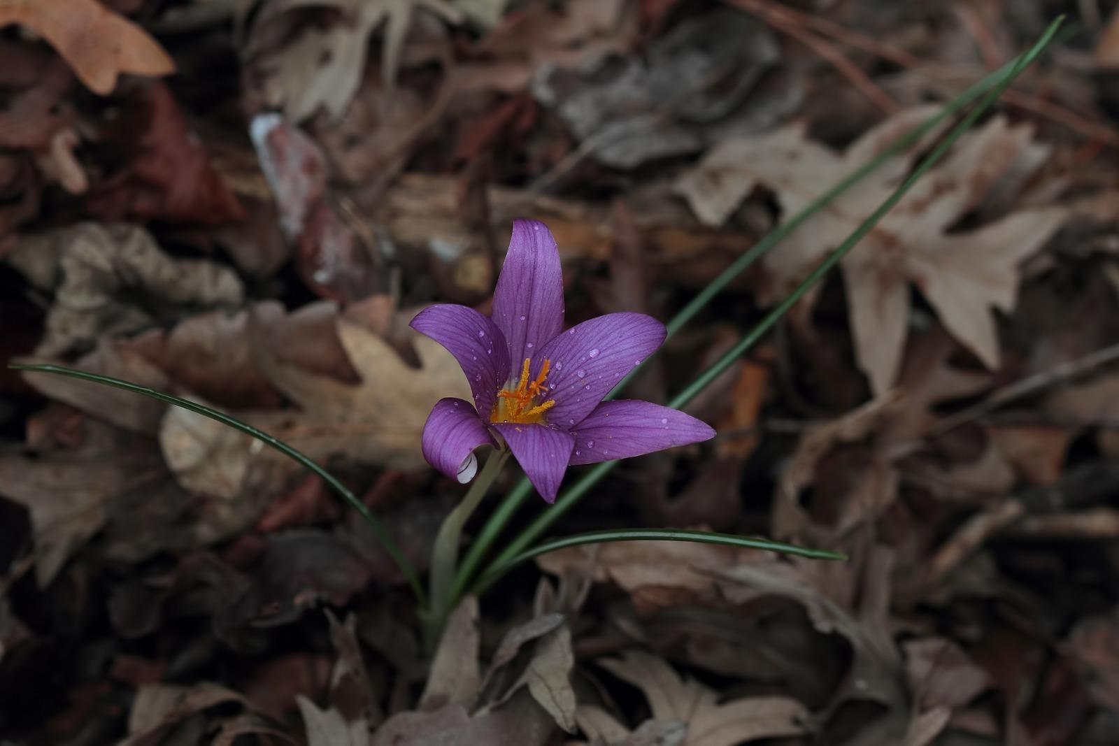 Yeni bir endemik tür: Karacaoğlan çiğdemi