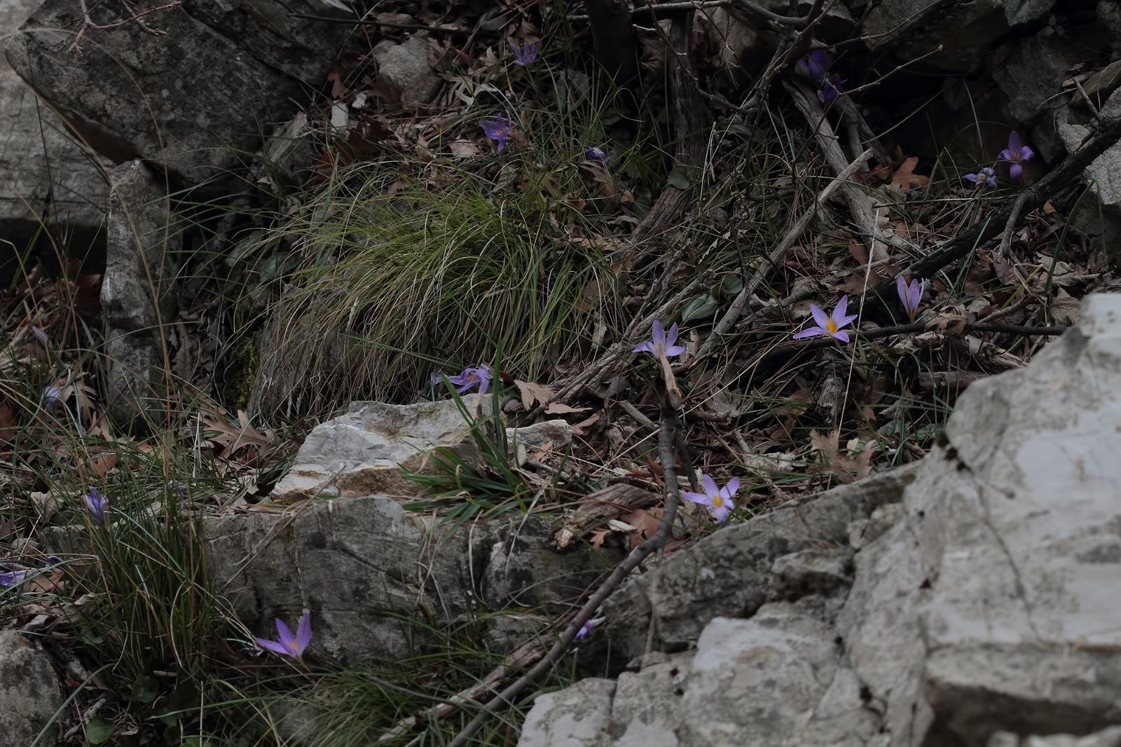 Yeni bir endemik tür: Karacaoğlan çiğdemi