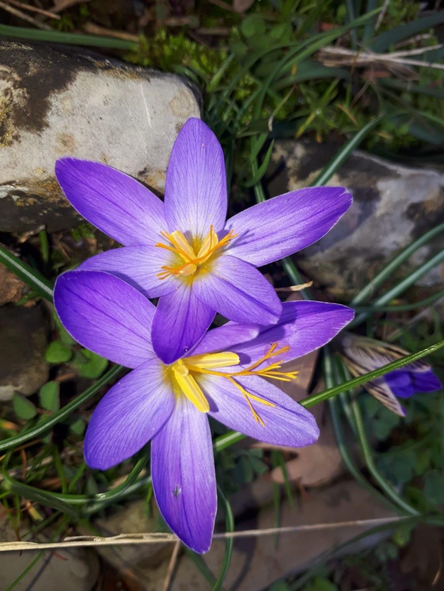 Yeni bir endemik tür: Karacaoğlan çiğdemi