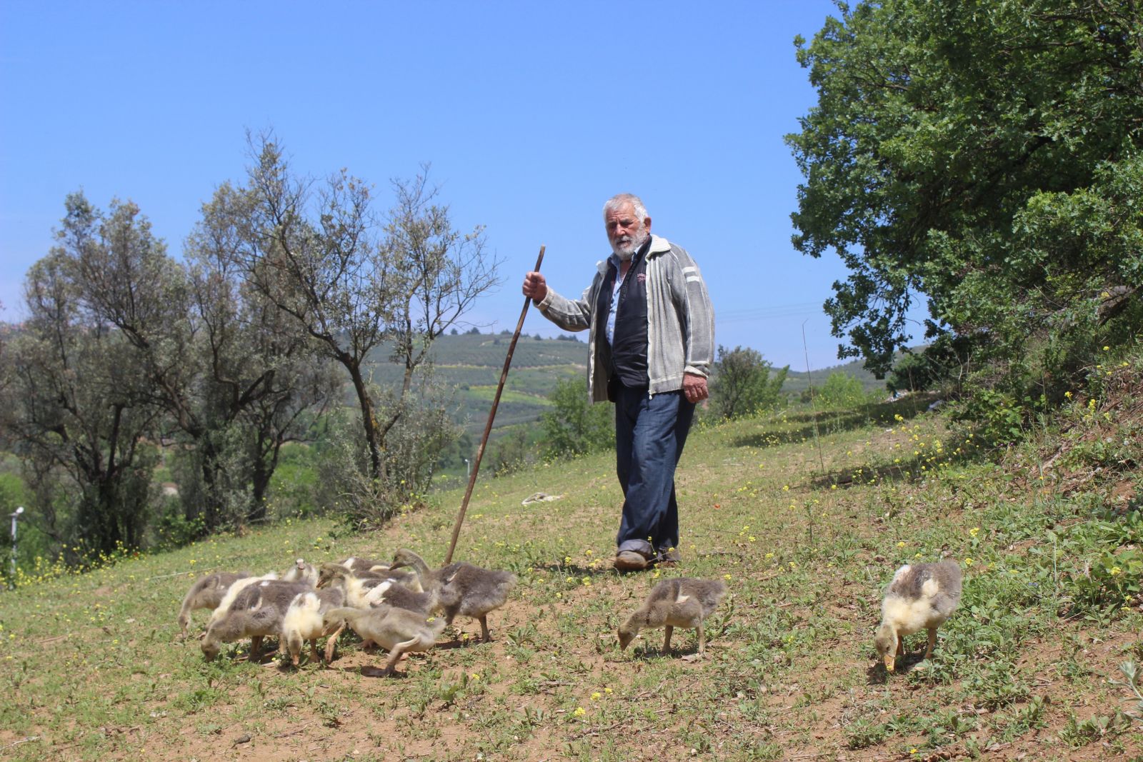 Silah zoruyla imza attırdılar! Yaşlı adama 20 milyonluk şok