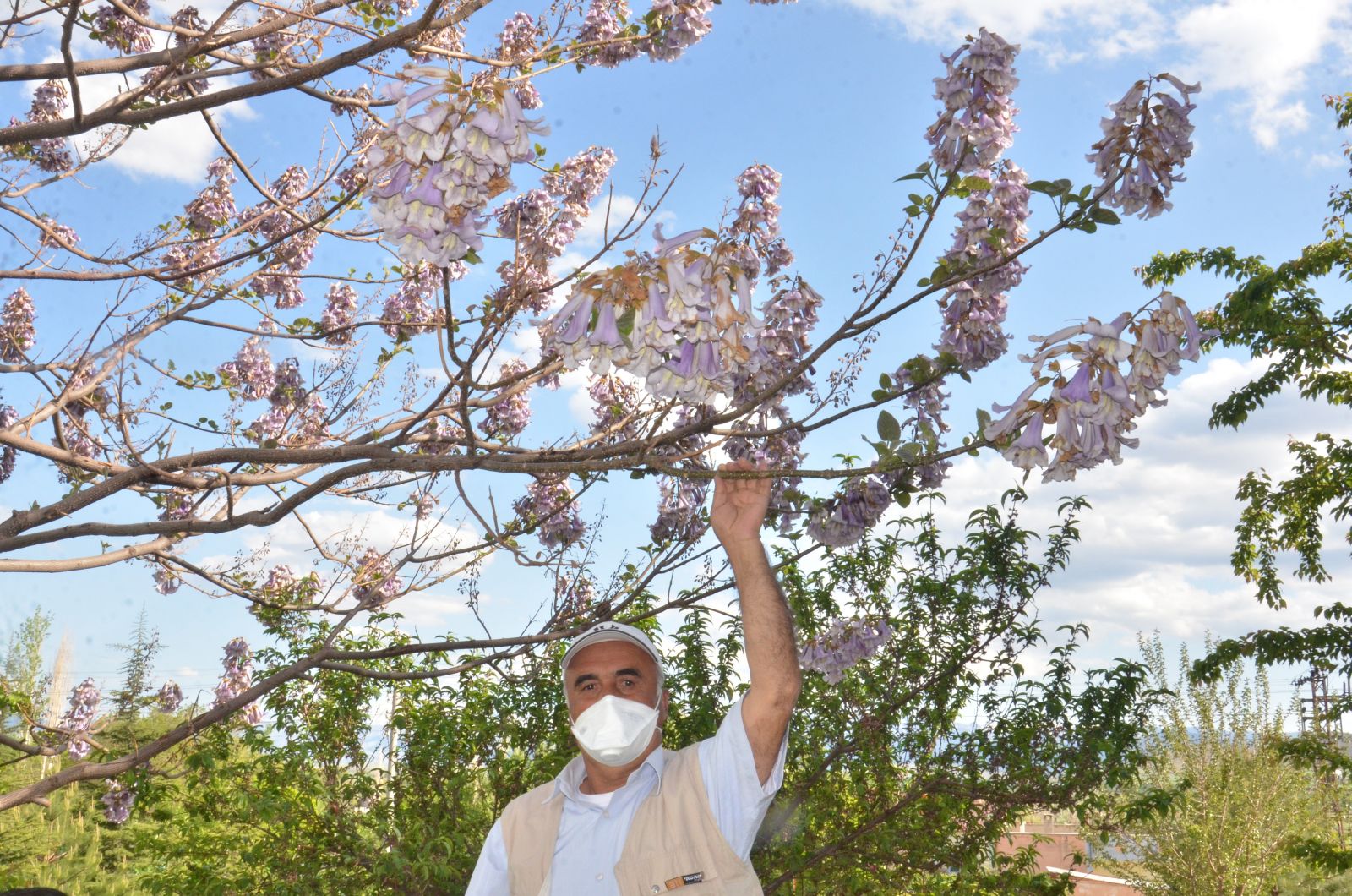 Dünyanın en hızlı büyüyen ağacı