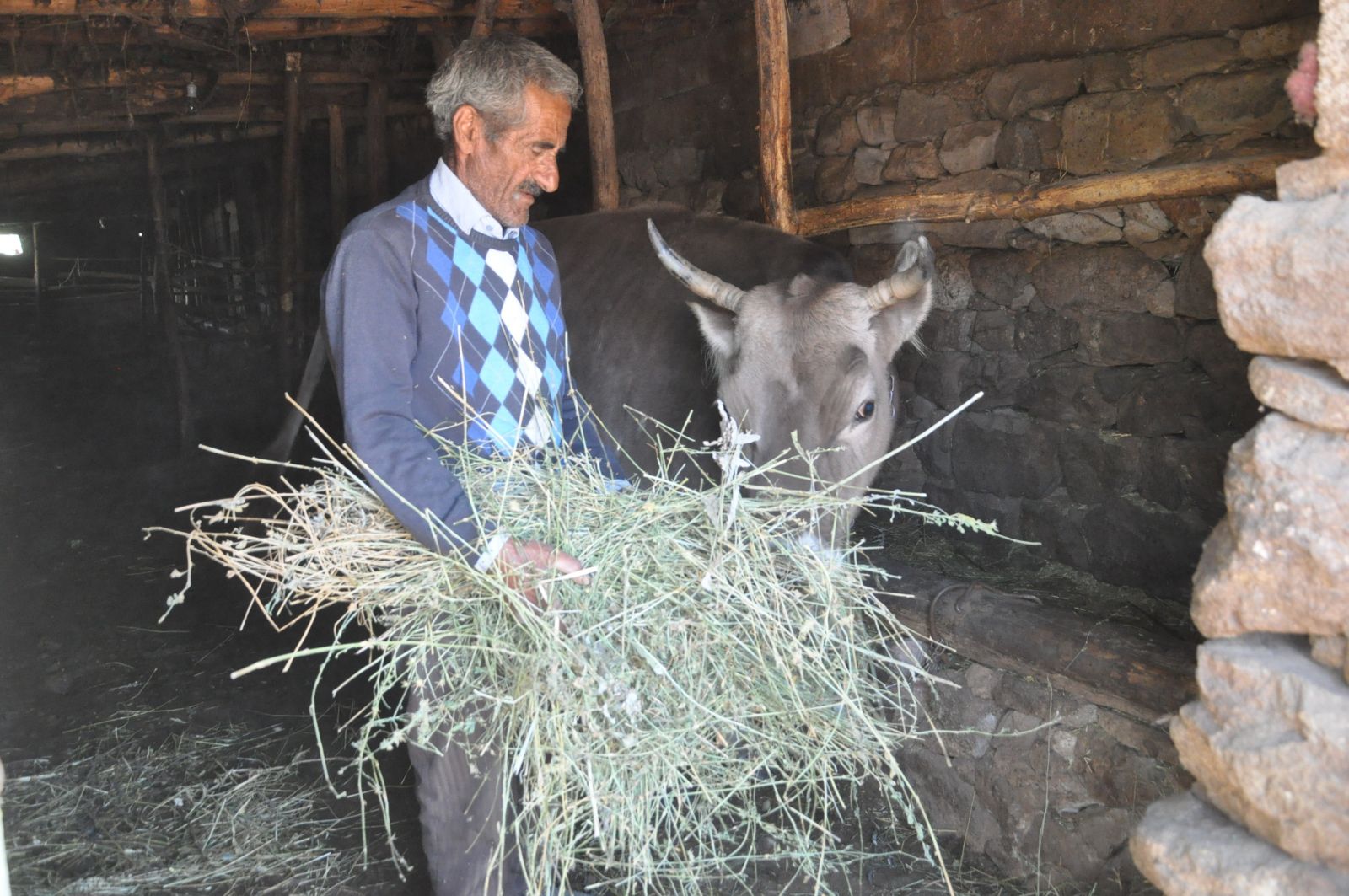 Hakkari'de bataklığa saplanan inek kurtarıldı